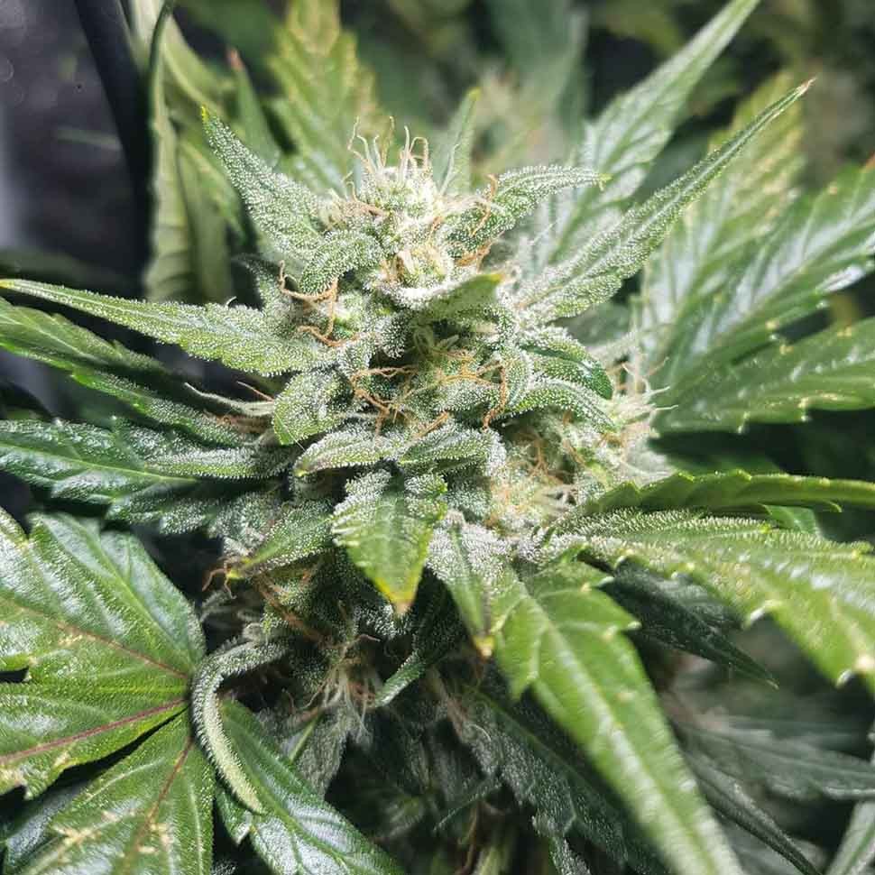 заказать семена конопли Казахстан Blue Cheese reg заказать семена конопли Казахстан Blue Cheese reg