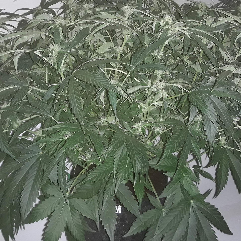 Семена Auto X.Treme feminised Ganja Seeds