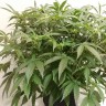 Auto X.Treme feminised Ganja Seeds Auto X.Treme feminised Ganja Seeds