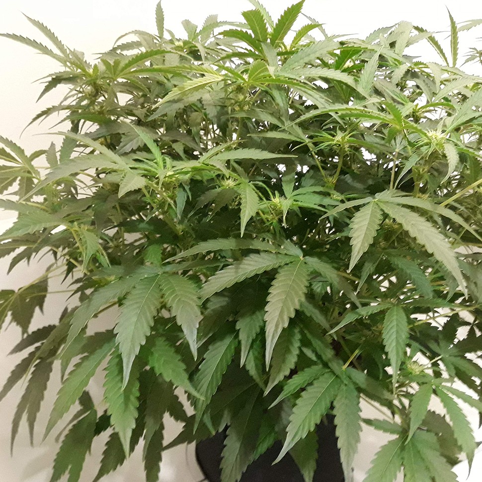 Auto X.Treme feminised Ganja Seeds Auto X.Treme feminised Ganja Seeds