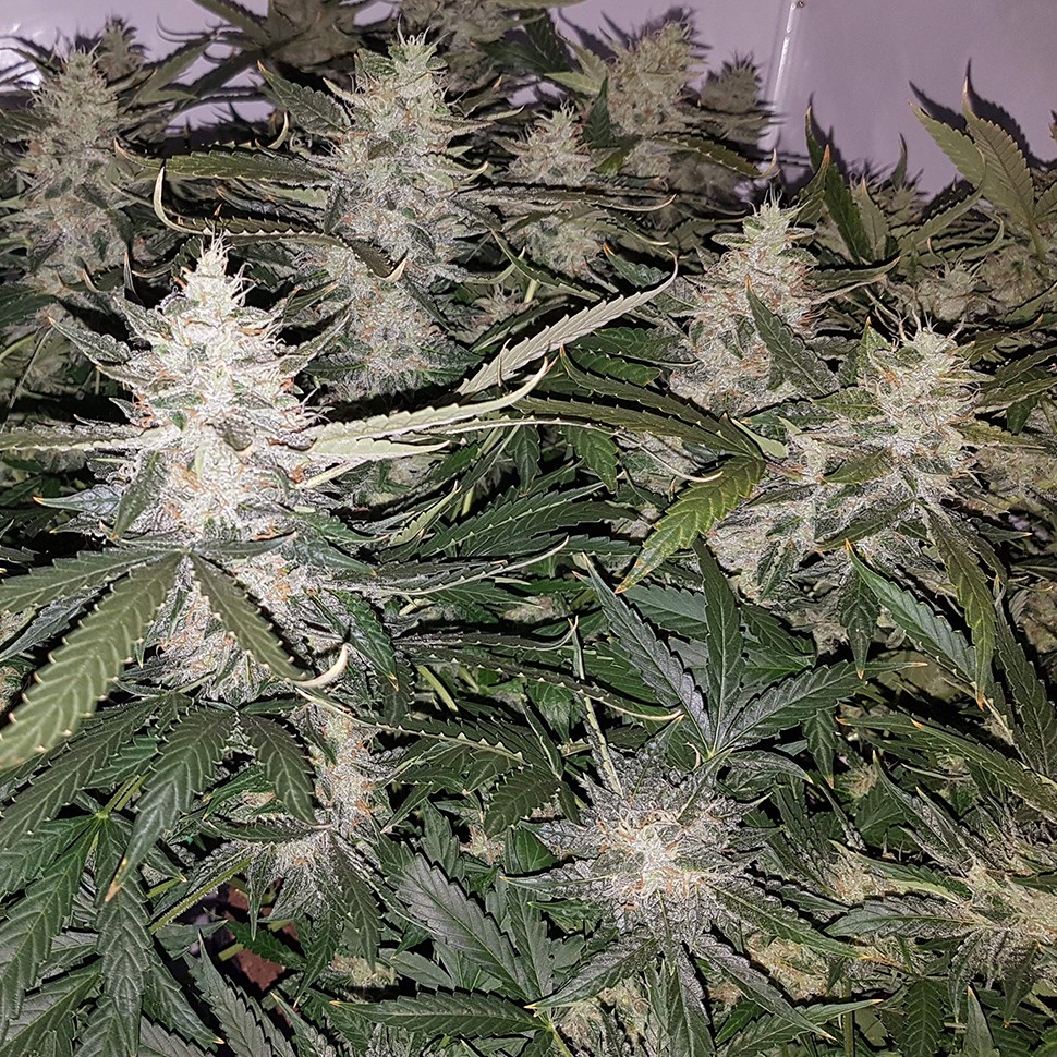 семена конопли экстрим Auto X.Treme feminised Ganja Seeds семена конопли экстрим Auto X.Treme feminised Ganja Seeds
