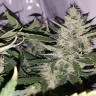 качественные семена конопли Auto X.Treme feminised Ganja Seeds качественные семена конопли Auto X.Treme feminised Ganja Seeds