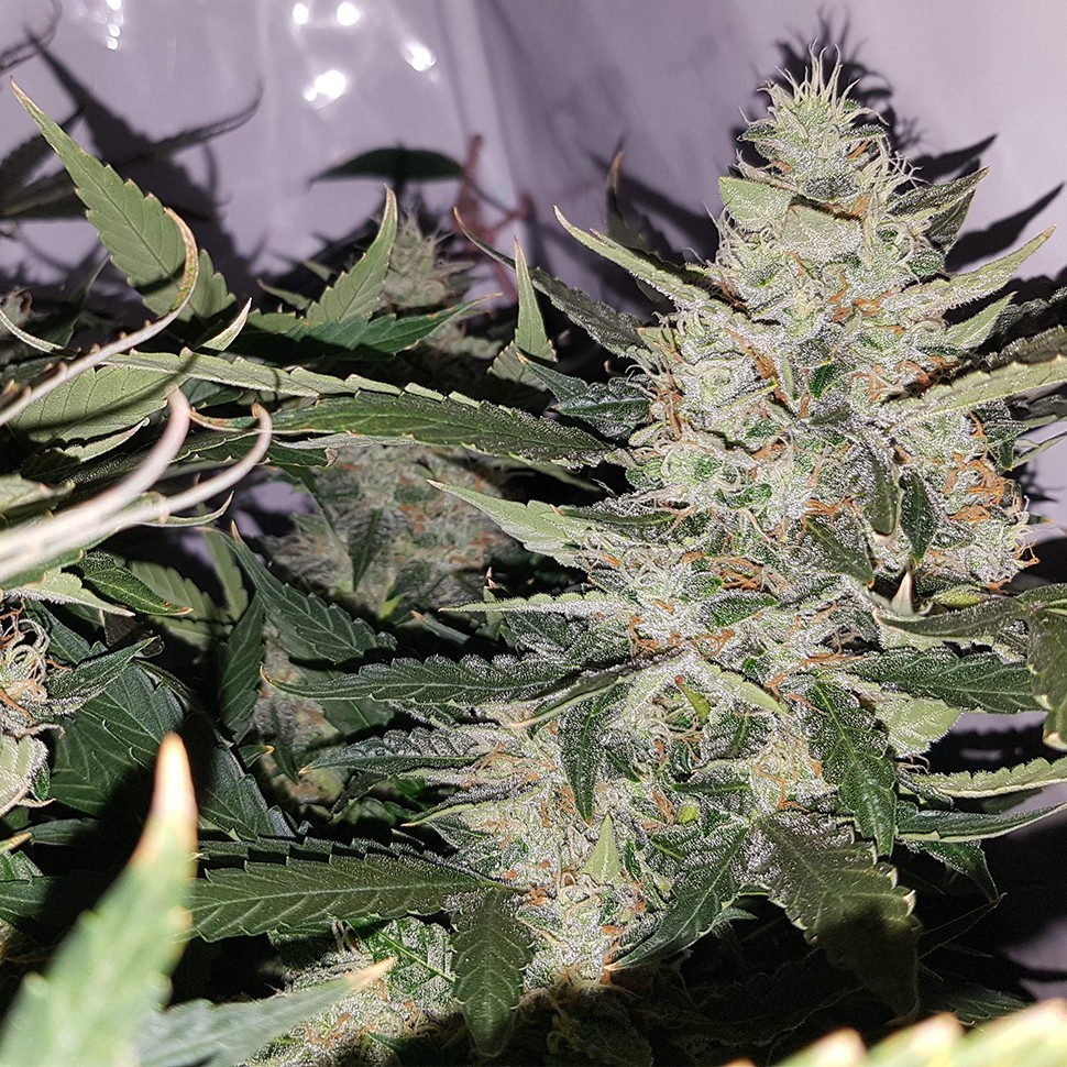 качественные семена конопли Auto X.Treme feminised Ganja Seeds качественные семена конопли Auto X.Treme feminised Ganja Seeds