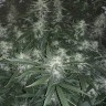 семена конопли в Казахстане Auto X.Treme feminised Ganja Seeds семена конопли в Казахстане Auto X.Treme feminised Ganja Seeds