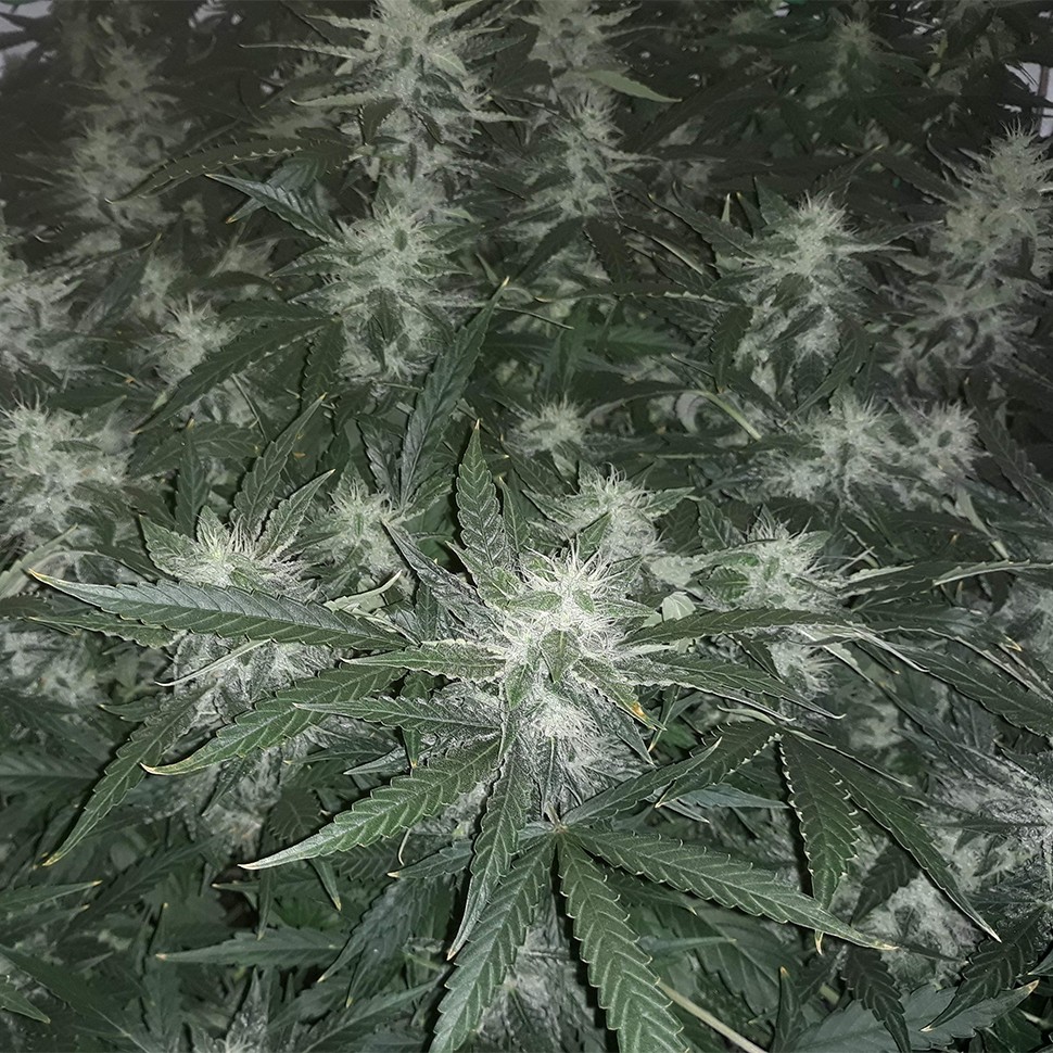 семена конопли в Казахстане Auto X.Treme feminised Ganja Seeds семена конопли в Казахстане Auto X.Treme feminised Ganja Seeds