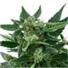 Auto Royal Kush feminised Ganja Seeds купить Auto Royal Kush feminised Ganja Seeds купить