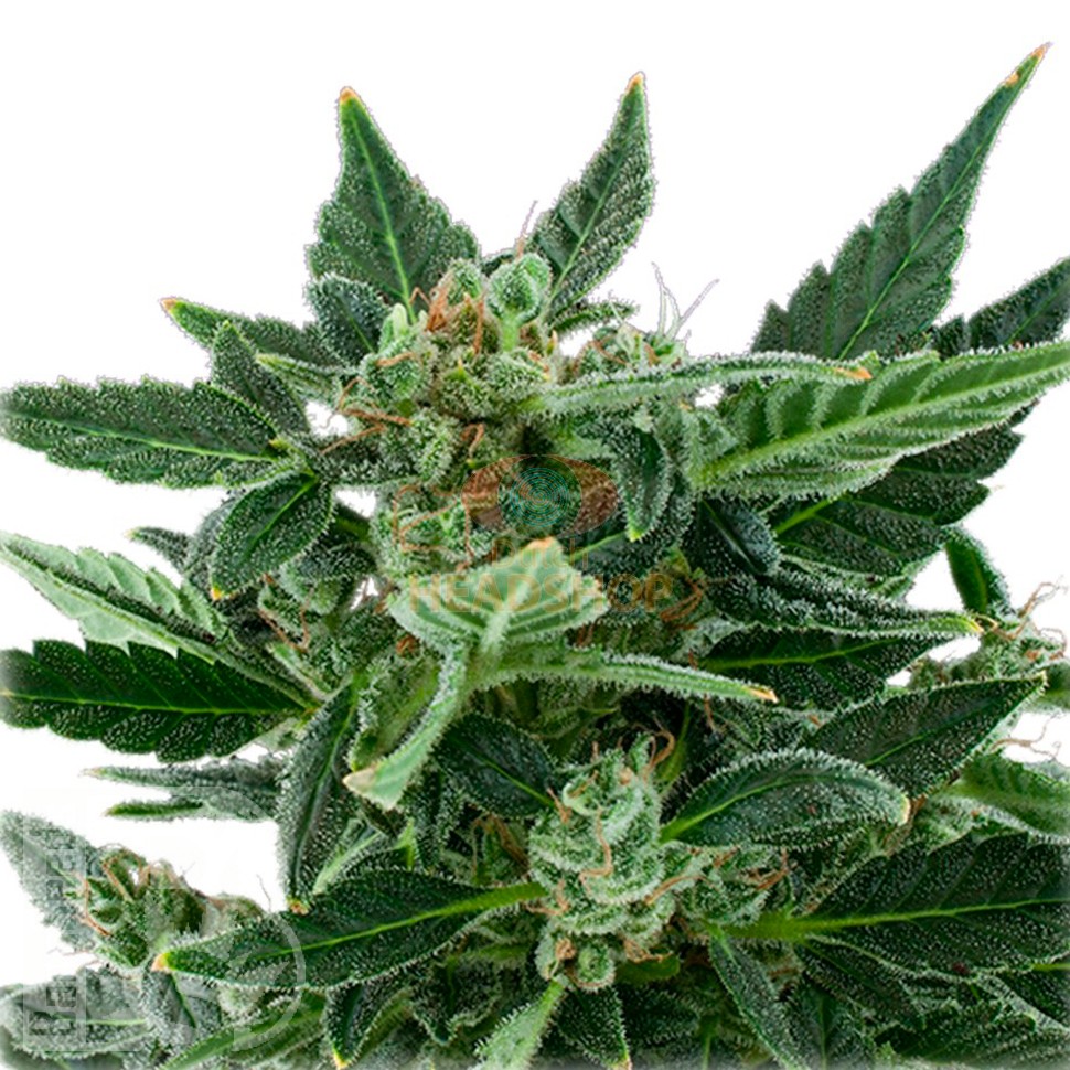 Auto Royal Kush feminised Ganja Seeds купить Auto Royal Kush feminised Ganja Seeds купить