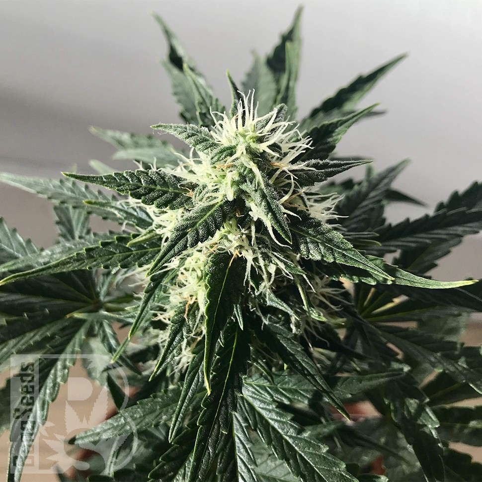 Auto Royal Kush feminised Ganja Seeds заказать Auto Royal Kush feminised Ganja Seeds заказать