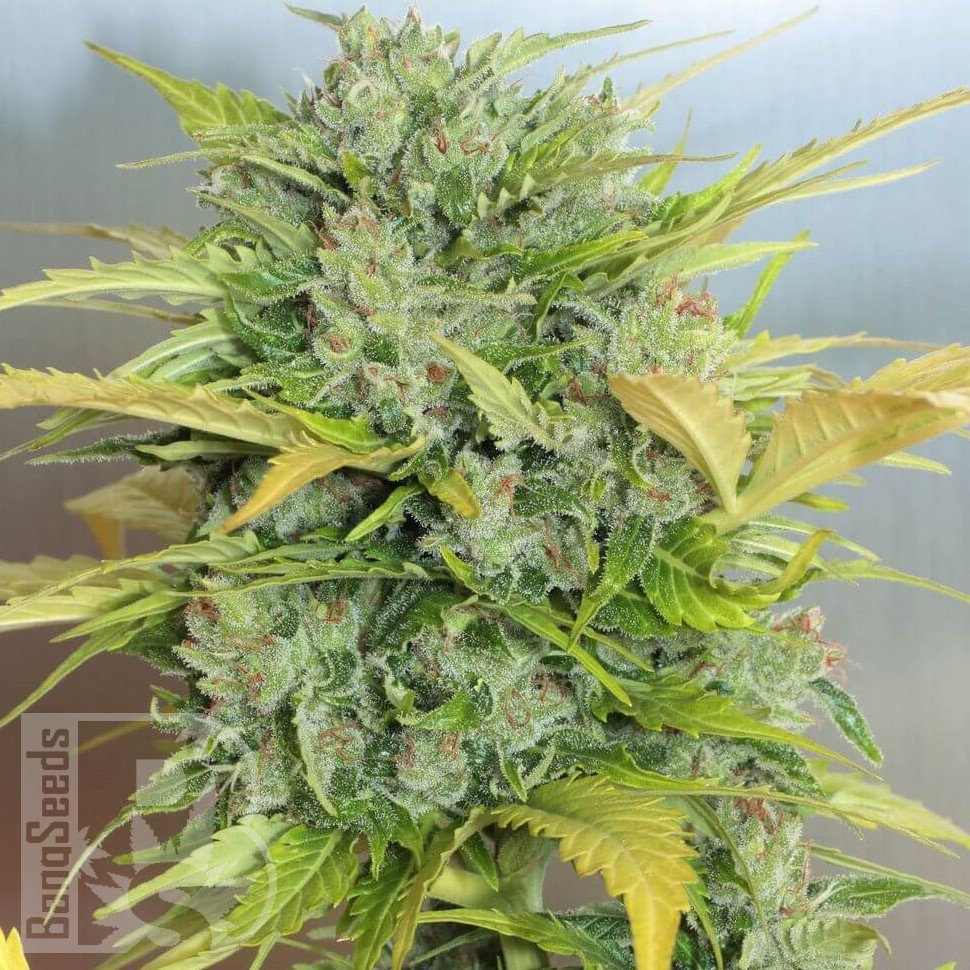 Семена ганжа Auto Royal Kush feminised Ganja Seeds