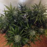 Cheese Berries feminised Ganja Seeds Cheese Berries feminised Ganja Seeds