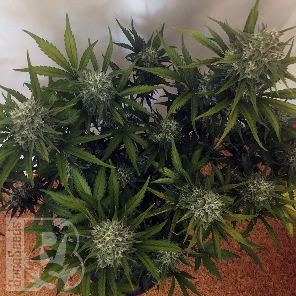 Cheese Berries feminised Ganja Seeds Cheese Berries feminised Ganja Seeds
