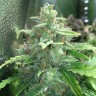 Cheese Berries feminised Ganja Seeds Cheese Berries feminised Ganja Seeds