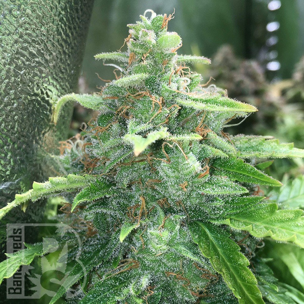Cheese Berries feminised Ganja Seeds Cheese Berries feminised Ganja Seeds