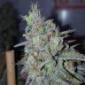 Cheese Berries feminised Ganja Seeds Cheese Berries feminised Ganja Seeds