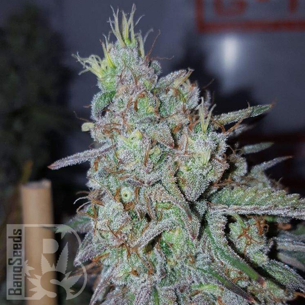 Cheese Berries feminised Ganja Seeds Cheese Berries feminised Ganja Seeds