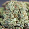 Cheese Berries feminised Ganja Seeds Cheese Berries feminised Ganja Seeds