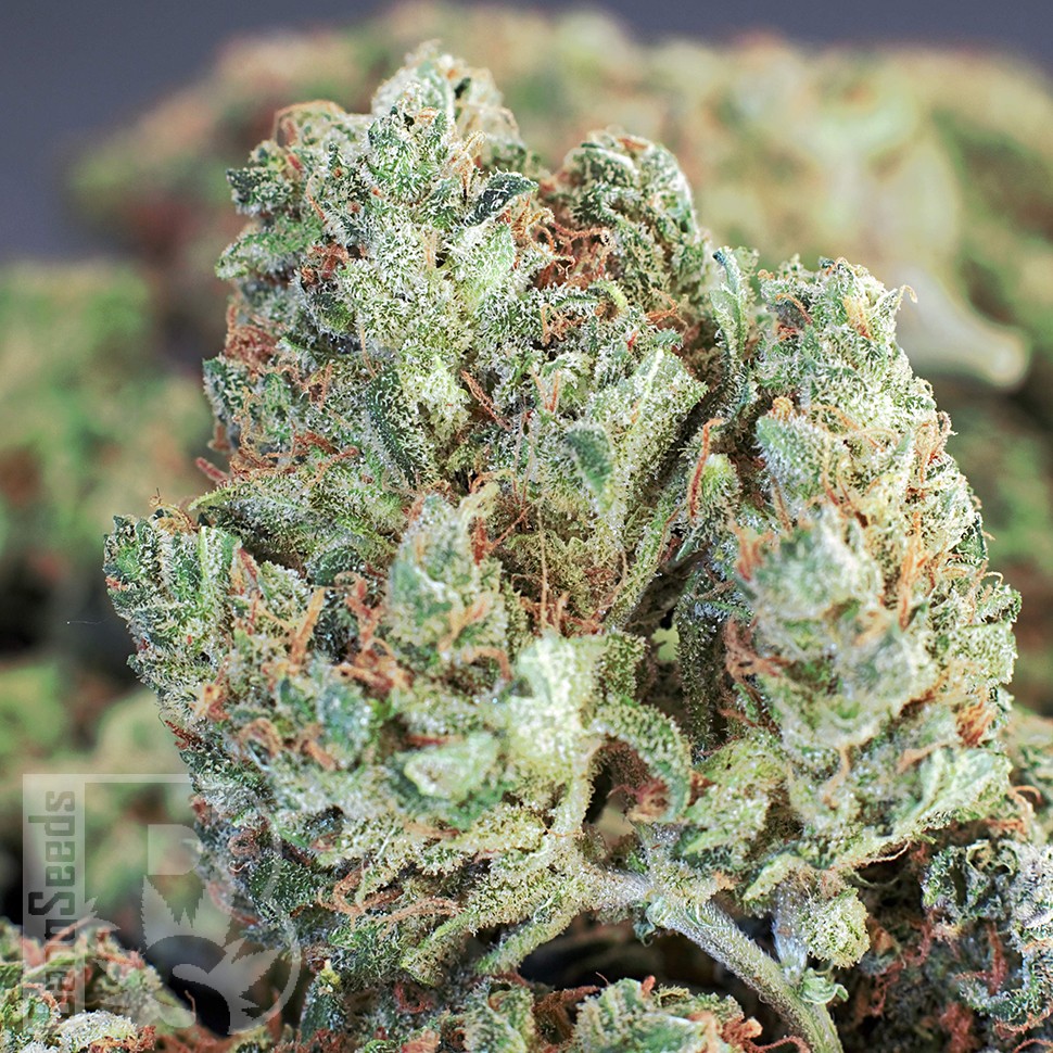 Cheese Berries feminised Ganja Seeds Cheese Berries feminised Ganja Seeds