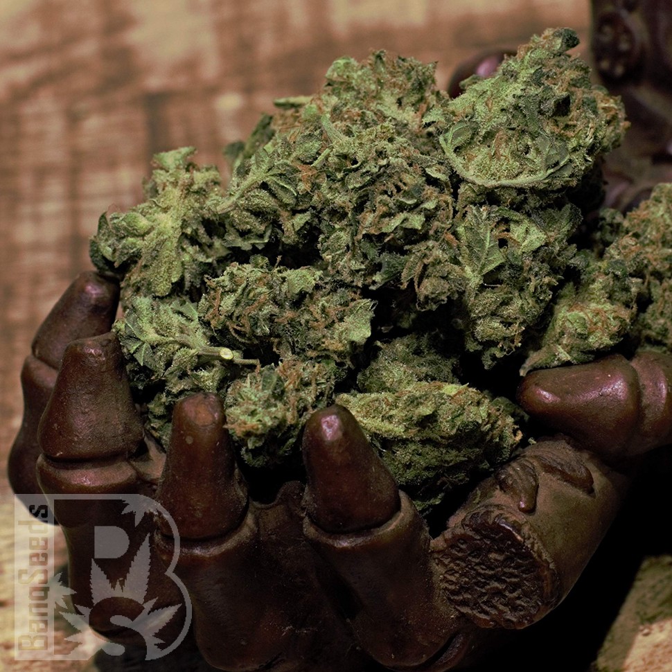 Cheese Berries feminised Ganja Seeds Cheese Berries feminised Ganja Seeds