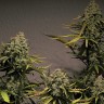Cheese Berries feminised Ganja Seeds Cheese Berries feminised Ganja Seeds