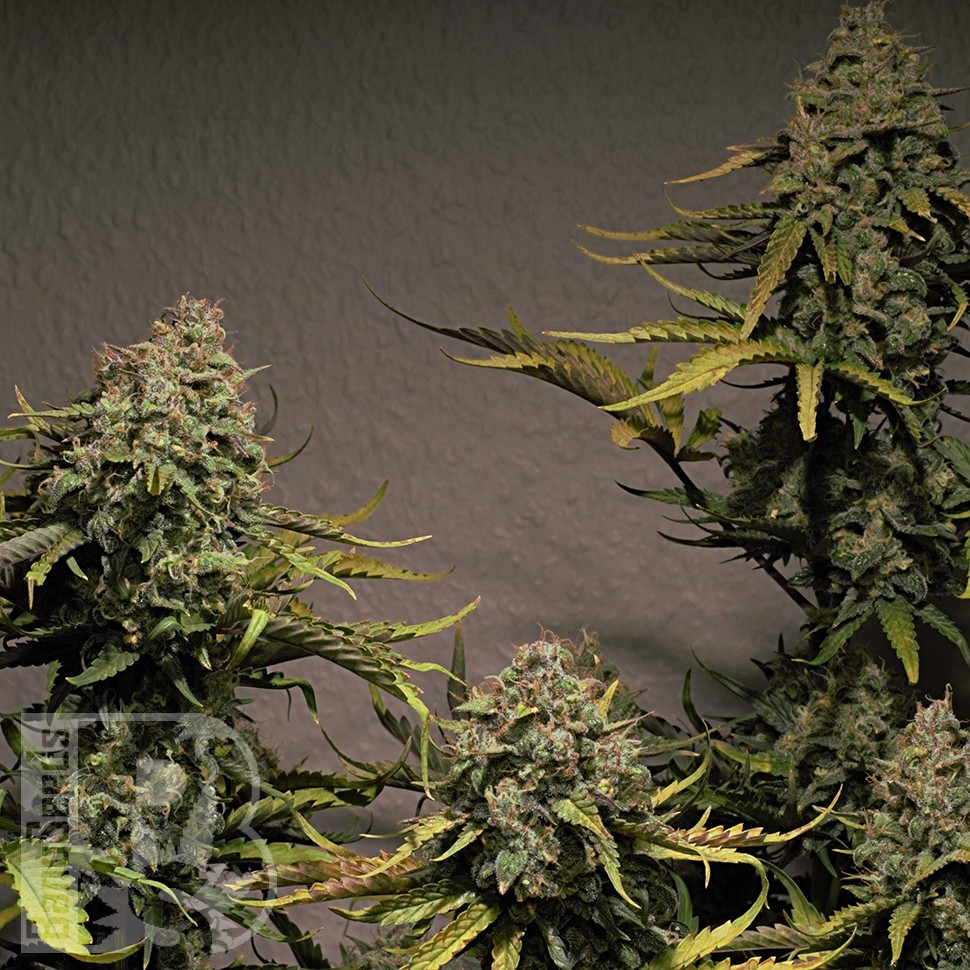 Cheese Berries feminised Ganja Seeds Cheese Berries feminised Ganja Seeds