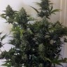 Cheese Berries feminised Ganja Seeds Cheese Berries feminised Ganja Seeds