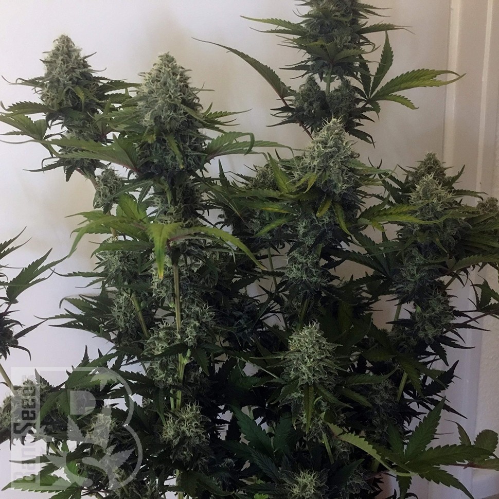 Cheese Berries feminised Ganja Seeds Cheese Berries feminised Ganja Seeds