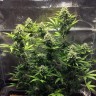 Cheese Berries feminised Ganja Seeds Cheese Berries feminised Ganja Seeds