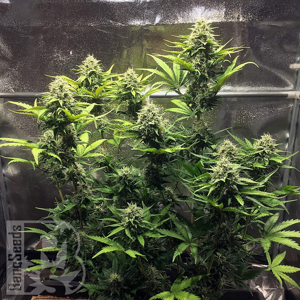 Cheese Berries feminised Ganja Seeds Cheese Berries feminised Ganja Seeds
