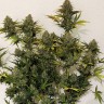 Cheese Berries feminised Ganja Seeds Cheese Berries feminised Ganja Seeds