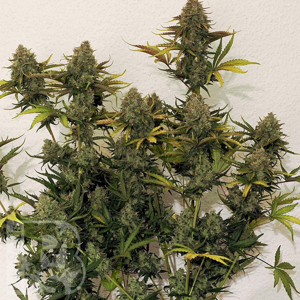 Cheese Berries feminised Ganja Seeds Cheese Berries feminised Ganja Seeds