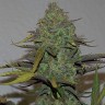 Cheese Berries feminised Ganja Seeds Cheese Berries feminised Ganja Seeds