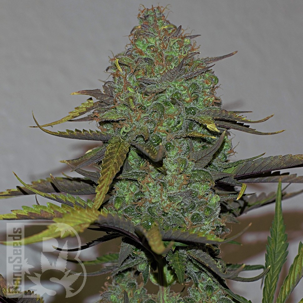 Cheese Berries feminised Ganja Seeds Cheese Berries feminised Ganja Seeds