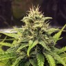 Cheese Berries feminised Ganja Seeds Cheese Berries feminised Ganja Seeds