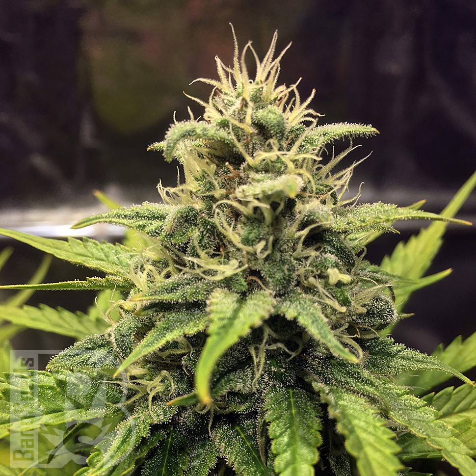 Cheese Berries feminised Ganja Seeds Cheese Berries feminised Ganja Seeds