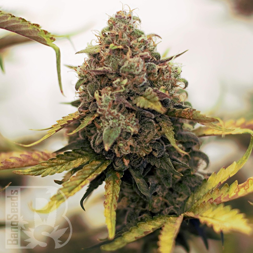Cheese Berries feminised Ganja Seeds Cheese Berries feminised Ganja Seeds