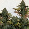 Cheese Berries feminised Ganja Seeds Cheese Berries feminised Ganja Seeds
