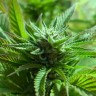 Семена The Doctor feminised Ganja Seeds Семена The Doctor feminised Ganja Seeds