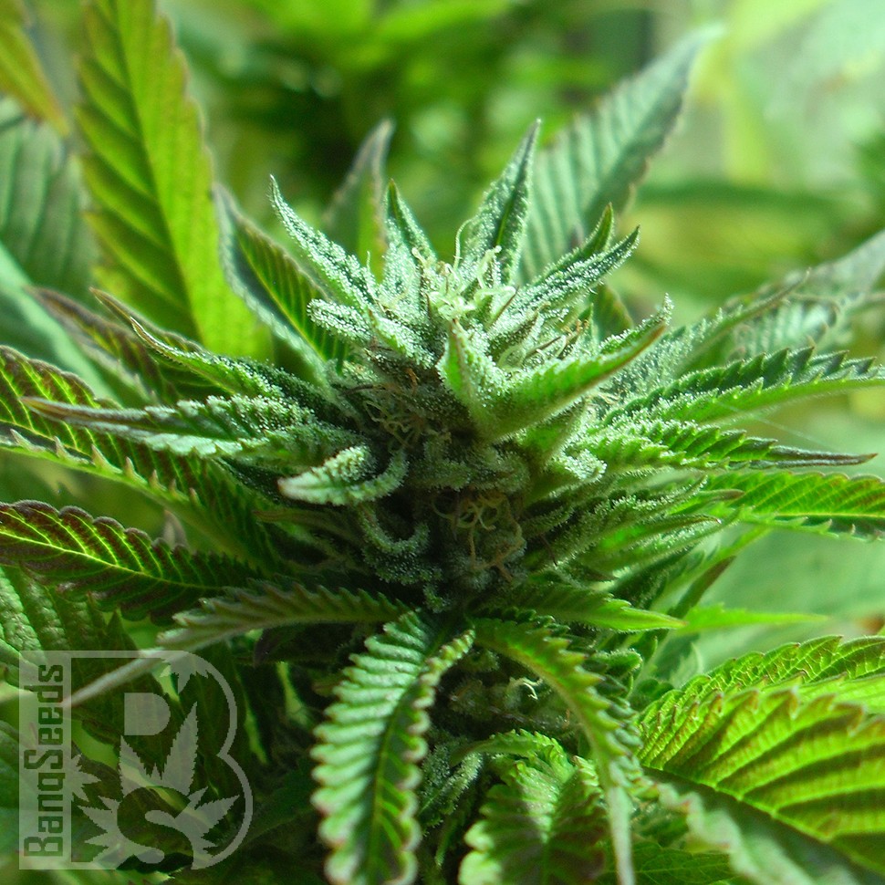 Семена The Doctor feminised Ganja Seeds