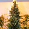 Семена The Doctor feminised Ganja Seeds Семена The Doctor feminised Ganja Seeds