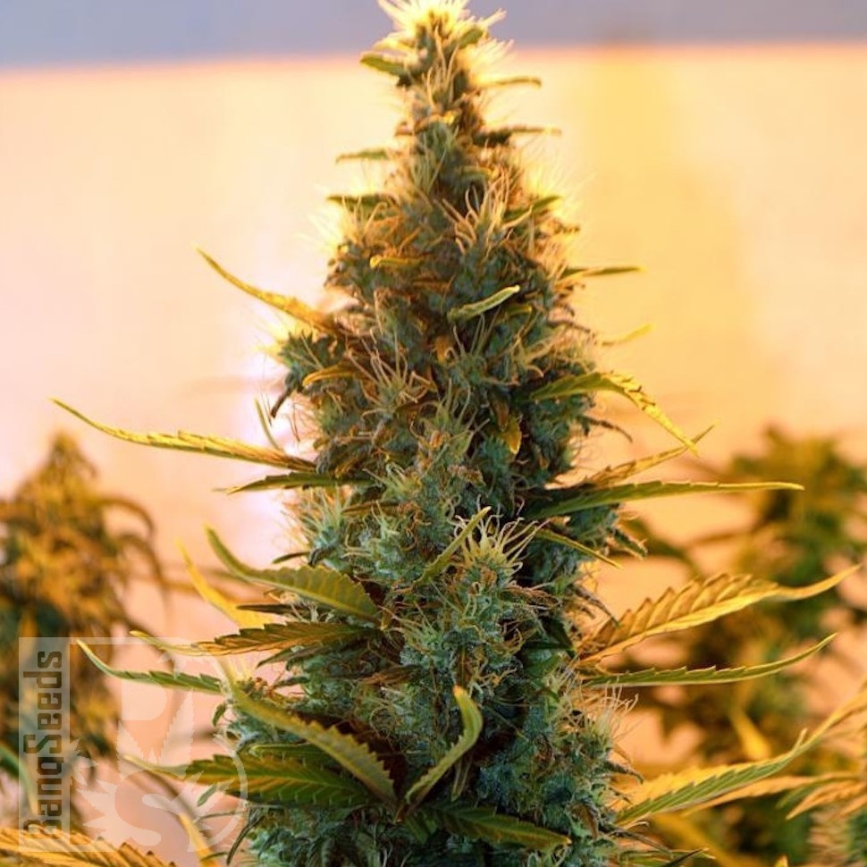 Семена The Doctor feminised Ganja Seeds Семена The Doctor feminised Ganja Seeds