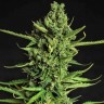 Семена The Doctor feminised Ganja Seeds Семена The Doctor feminised Ganja Seeds