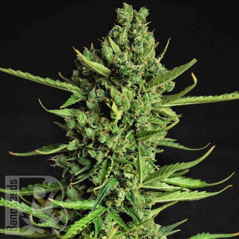 Семена The Doctor feminised Ganja Seeds Семена The Doctor feminised Ganja Seeds