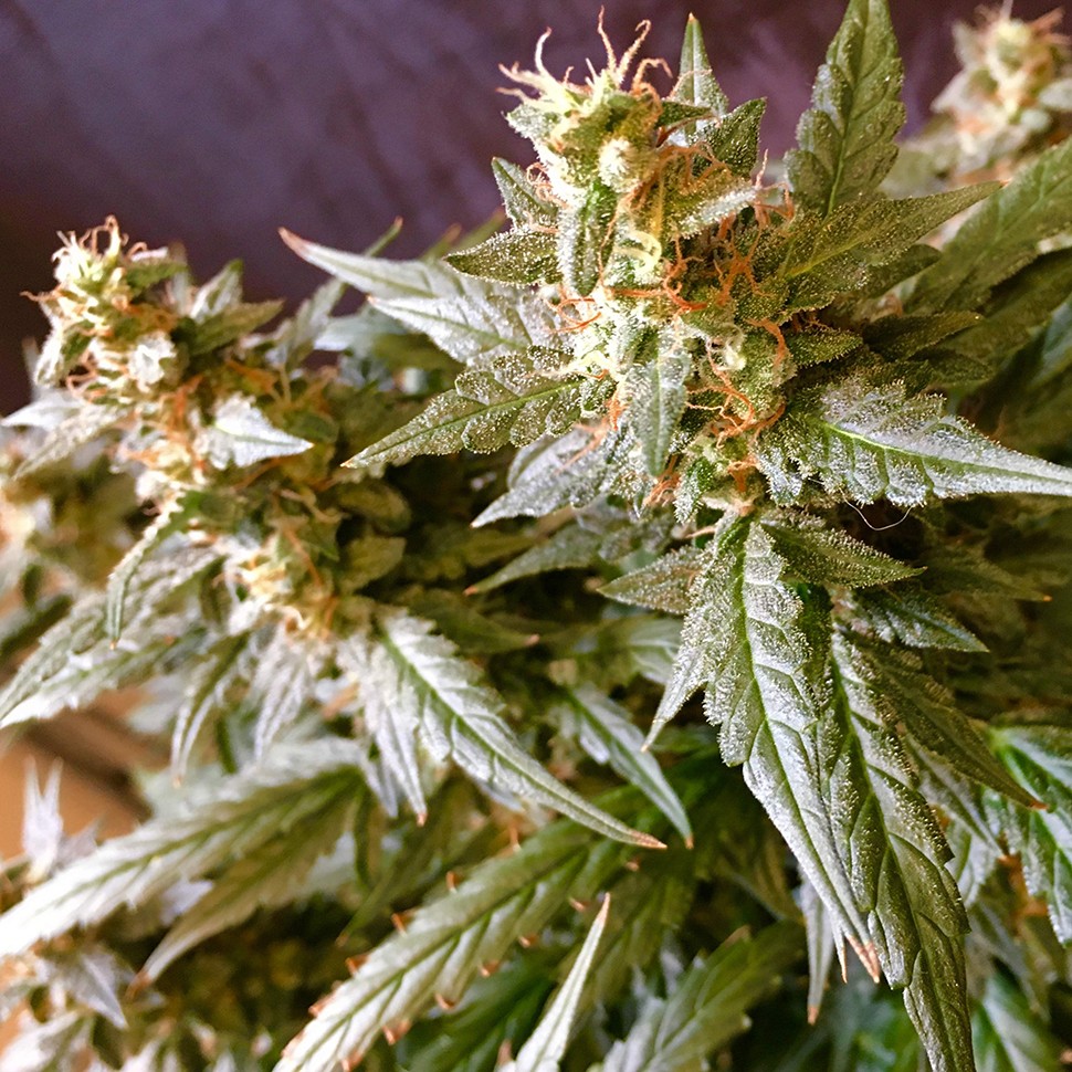 купить семена конопли в фирменной упаковке Auto Jack regular купить семена конопли в фирменной упаковке Auto Jack regular