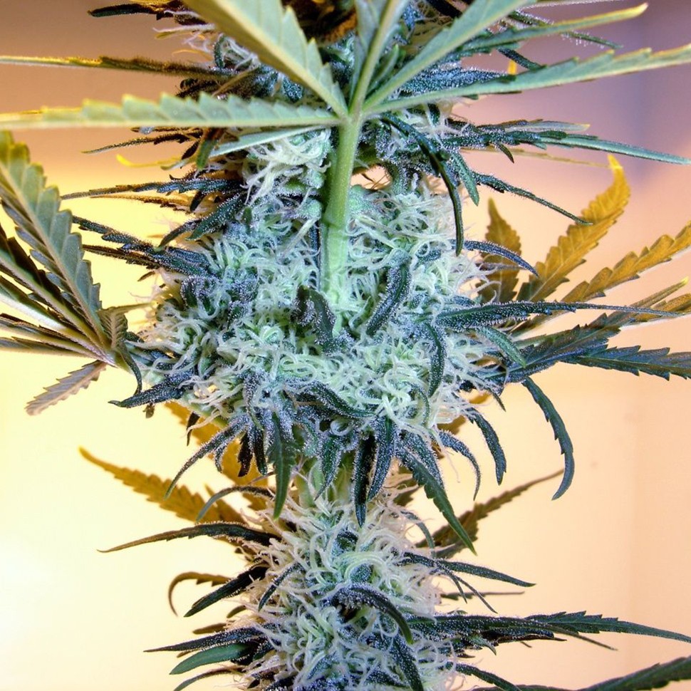 Семена марихуаны Neuron feminised Neuro Seeds