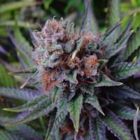 Blueberry feminised Ganja Seeds