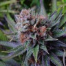 семена конопли Blueberry feminised Ganja Seeds семена конопли Blueberry feminised Ganja Seeds