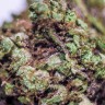 качественные семена конопли Blueberry feminised Ganja Seeds качественные семена конопли Blueberry feminised Ganja Seeds