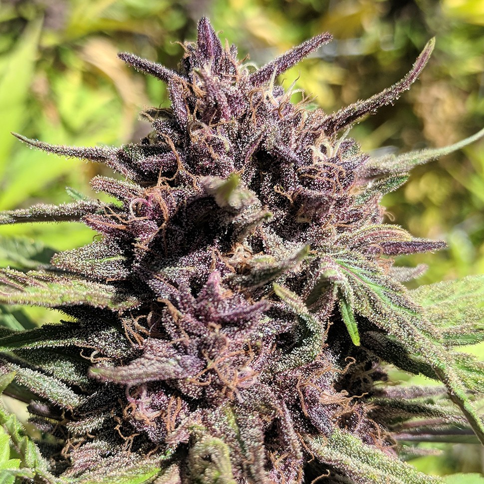семена конопли в Казахстане Blueberry feminised Ganja Seeds семена конопли в Казахстане Blueberry feminised Ganja Seeds