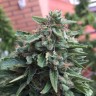 качественные семена конопли Blueberry feminised Ganja Seeds качественные семена конопли Blueberry feminised Ganja Seeds