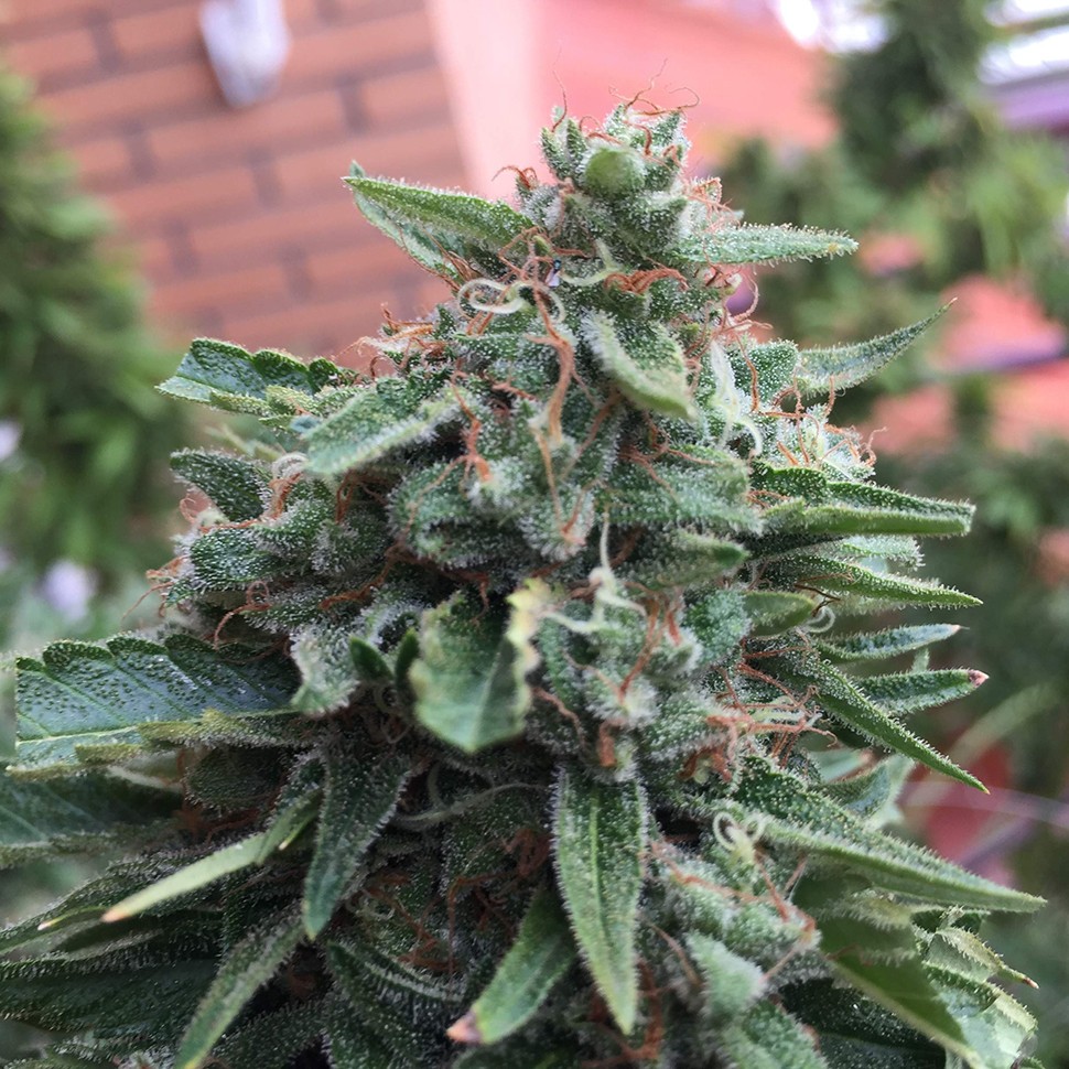 качественные семена конопли Blueberry feminised Ganja Seeds качественные семена конопли Blueberry feminised Ganja Seeds